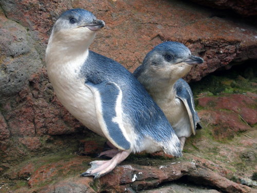 Penguin Colony tour